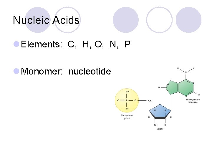 Nucleic Acids l Elements: C, H, O, N, P l Monomer: nucleotide 