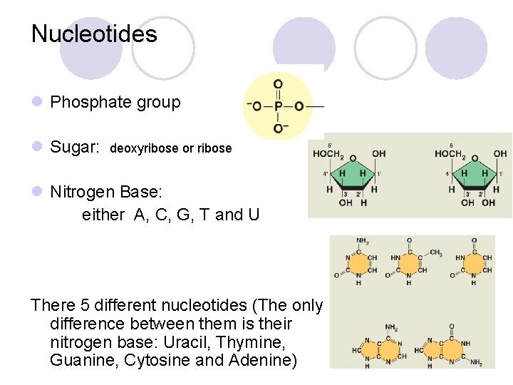 Nucleotides l Phosphate group l Sugar: deoxyribose or ribose l Nitrogen Base: either A,