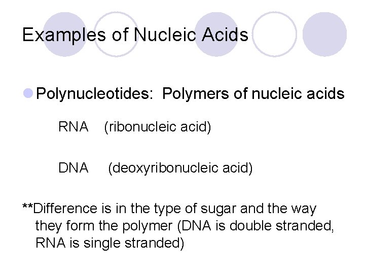 Examples of Nucleic Acids l Polynucleotides: Polymers of nucleic acids RNA (ribonucleic acid) DNA