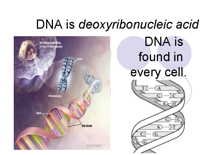 DNA is deoxyribonucleic acid DNA is found in every cell. 