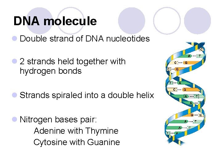 DNA molecule l Double strand of DNA nucleotides l 2 strands held together with