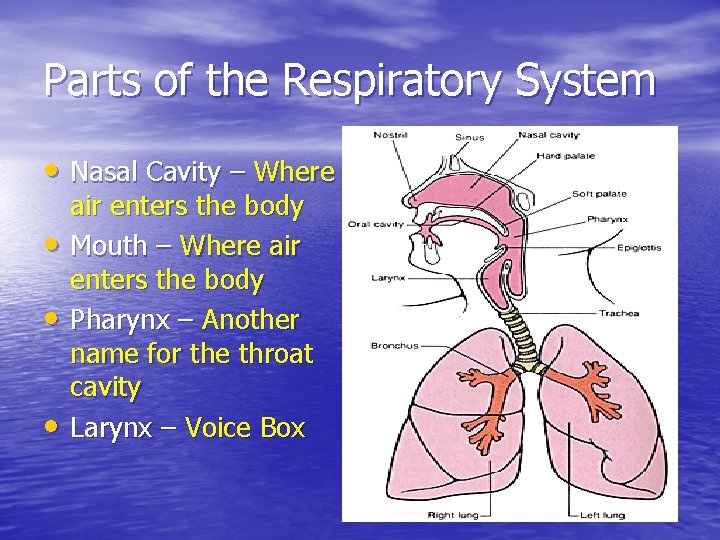 Parts of the Respiratory System • Nasal Cavity – Where • • • air