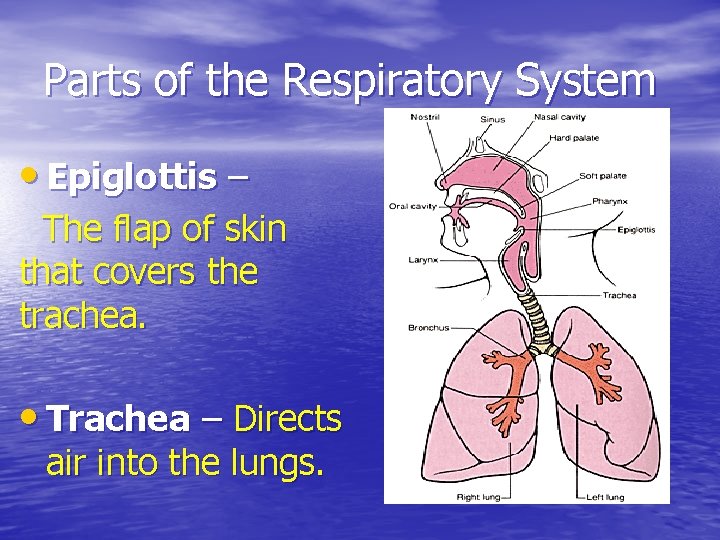 Parts of the Respiratory System • Epiglottis – The flap of skin that covers