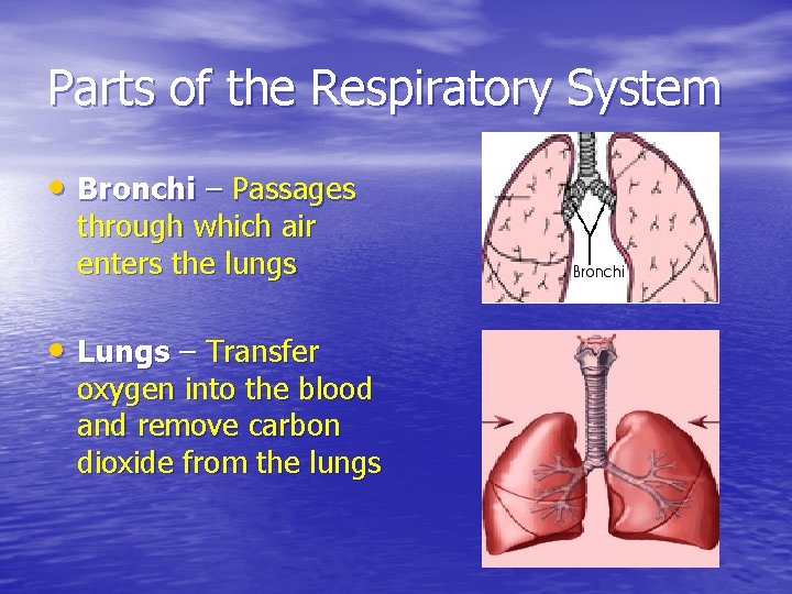 Parts of the Respiratory System • Bronchi – Passages through which air enters the