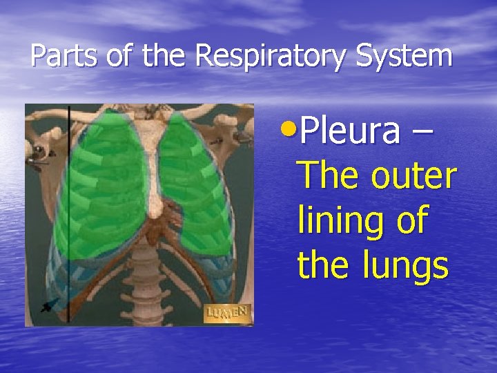 Parts of the Respiratory System • Pleura – The outer lining of the lungs