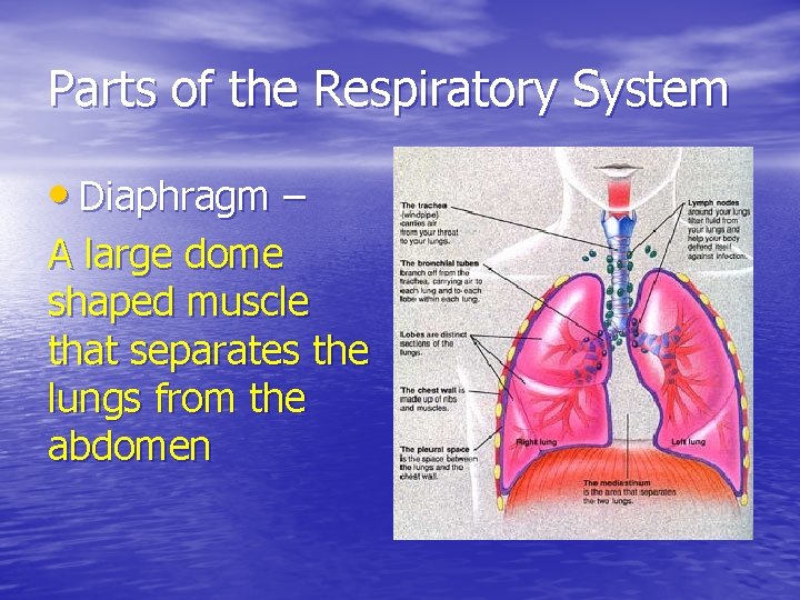 Parts of the Respiratory System • Diaphragm – A large dome shaped muscle that