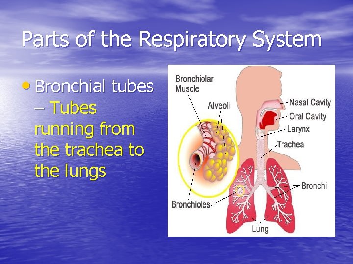 Parts of the Respiratory System • Bronchial tubes – Tubes running from the trachea