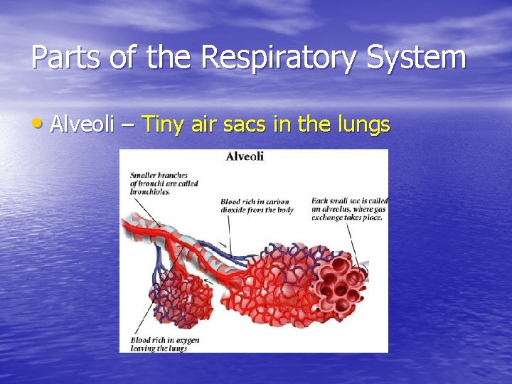 Parts of the Respiratory System • Alveoli – Tiny air sacs in the lungs