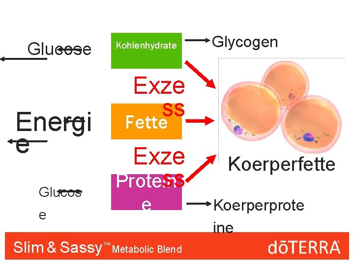 Glucose Energi e Glucos e Kohlenhydrate Glycogen Exze ss Fette Exze ss Protein e