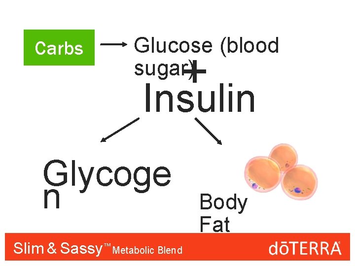 Carbs Glucose (blood sugar) + Insulin Glycoge n Slim & Sassy™™ Metabolic Blend Body