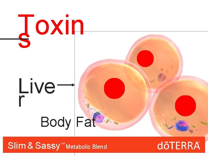 Toxin s Live r Body Fat Slim & Sassy™™ Metabolic Blend 