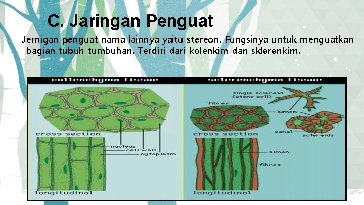 C. Jaringan Penguat Jernigan penguat nama lainnya yaitu stereon. Fungsinya untuk menguatkan bagian tubuh