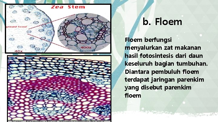 b. Floem berfungsi menyalurkan zat makanan hasil fotosintesis dari daun keseluruh bagian tumbuhan. Diantara