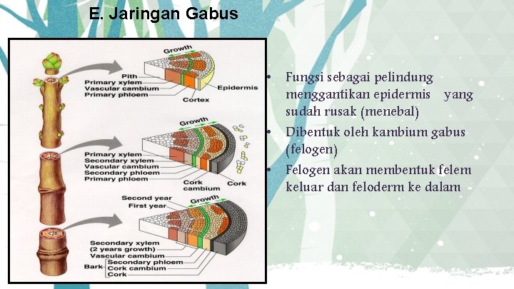 E. Jaringan Gabus • Fungsi sebagai pelindung menggantikan epidermis yang sudah rusak (menebal) •