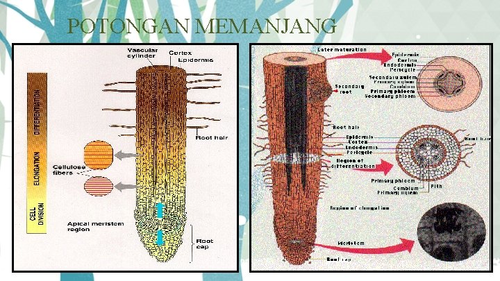 POTONGAN MEMANJANG 