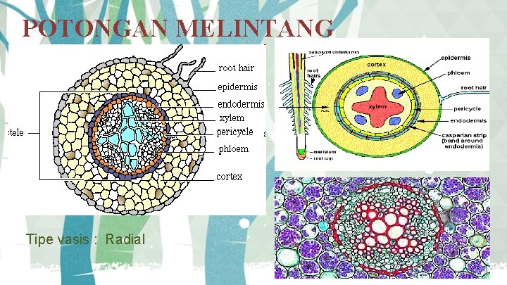 POTONGAN MELINTANG Tipe vasis : Radial 