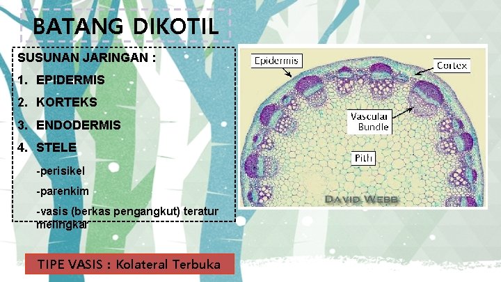 BATANG DIKOTIL SUSUNAN JARINGAN : 1. EPIDERMIS 2. KORTEKS 3. ENDODERMIS 4. STELE -perisikel