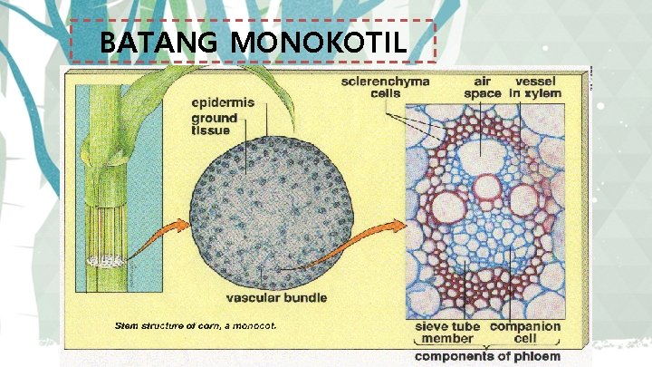 BATANG MONOKOTIL 