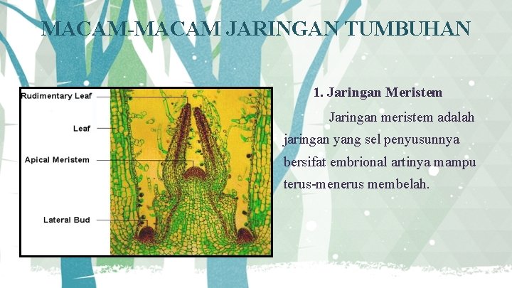 MACAM-MACAM JARINGAN TUMBUHAN 1. Jaringan Meristem Jaringan meristem adalah jaringan yang sel penyusunnya bersifat