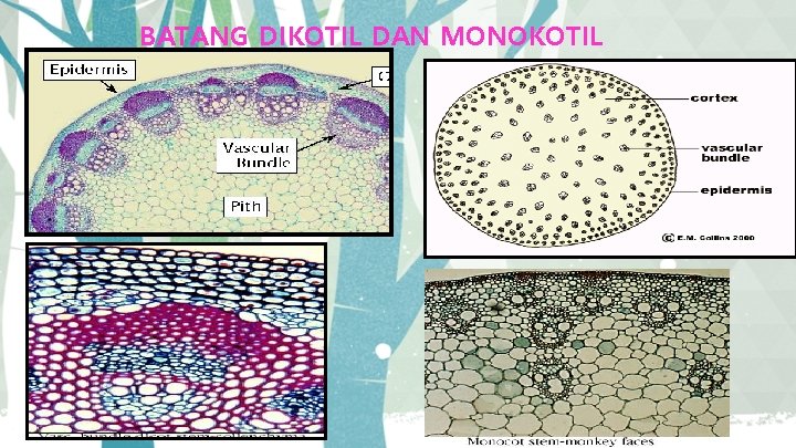 BATANG DIKOTIL DAN MONOKOTIL 