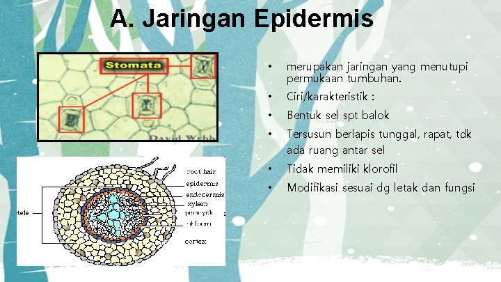 A. Jaringan Epidermis • merupakan jaringan yang menutupi permukaan tumbuhan. • Ciri/karakteristik : •