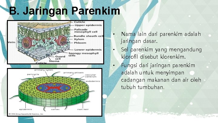 B. Jaringan Parenkim • Nama lain dari parenkim adalah jaringan dasar. • Sel parenkim