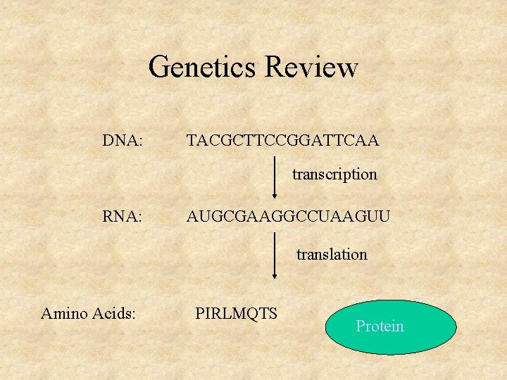 Genetics Review DNA: TACGCTTCCGGATTCAA transcription RNA: AUGCGAAGGCCUAAGUU translation Amino Acids: PIRLMQTS Protein 