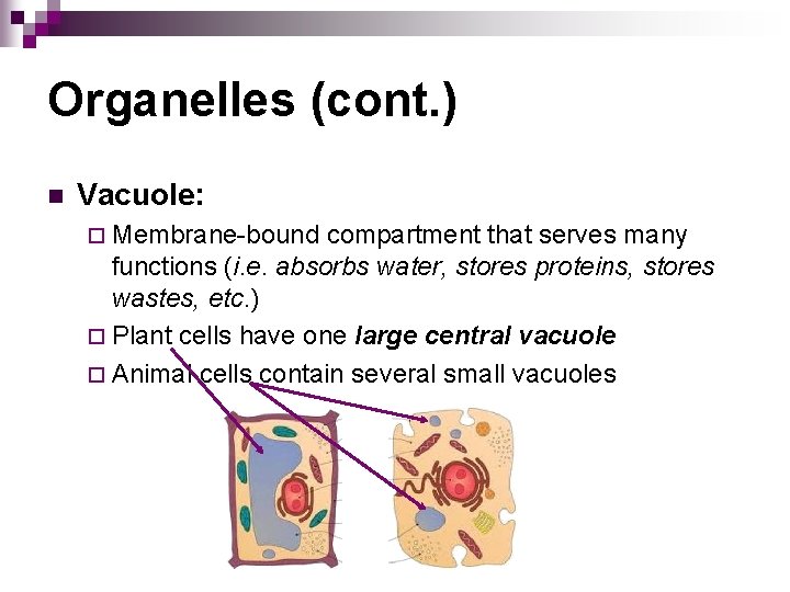 Organelles (cont. ) n Vacuole: ¨ Membrane-bound compartment that serves many functions (i. e.