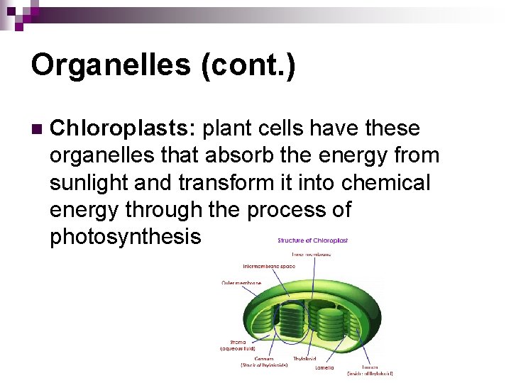 Organelles (cont. ) n Chloroplasts: plant cells have these organelles that absorb the energy