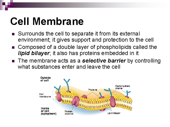 Cell Membrane n n n Surrounds the cell to separate it from its external