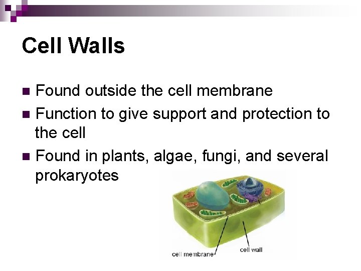 Cell Walls Found outside the cell membrane n Function to give support and protection