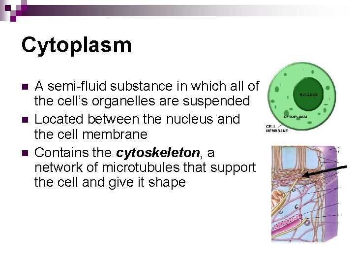 Cytoplasm n n n A semi-fluid substance in which all of the cell’s organelles