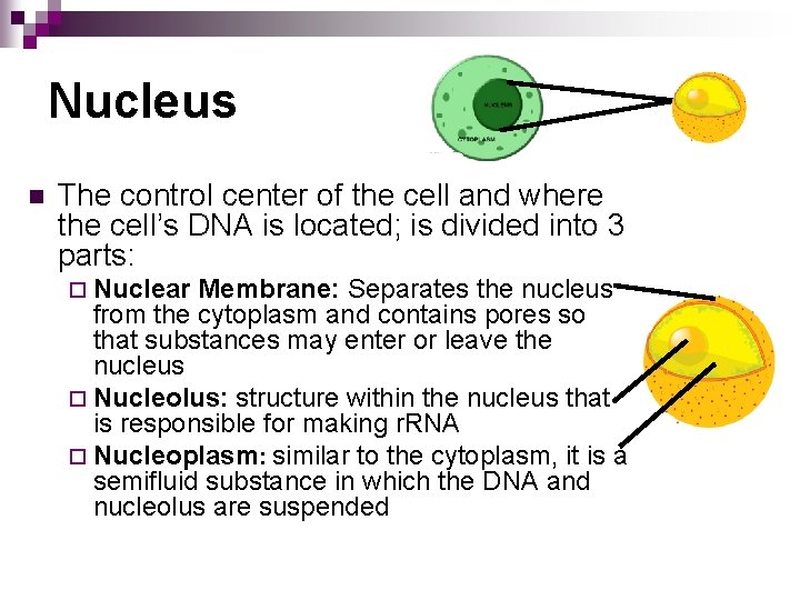 Nucleus n The control center of the cell and where the cell’s DNA is