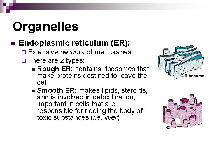 Organelles n Endoplasmic reticulum (ER): ¨ Extensive ¨ There are network of membranes 2