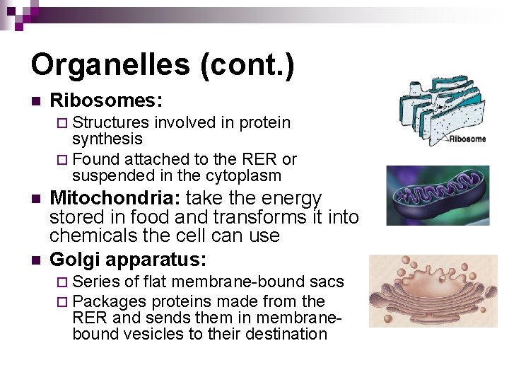 Organelles (cont. ) n Ribosomes: ¨ Structures involved in protein synthesis ¨ Found attached