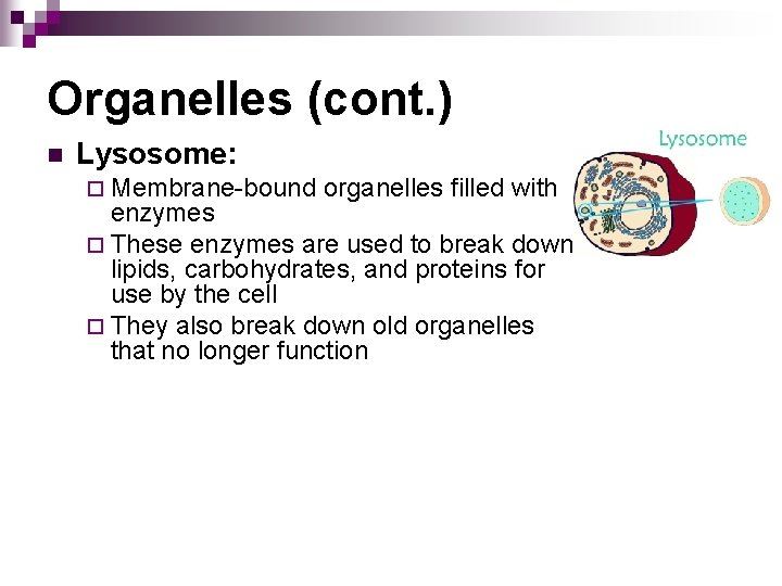 Organelles (cont. ) n Lysosome: ¨ Membrane-bound organelles filled with enzymes ¨ These enzymes