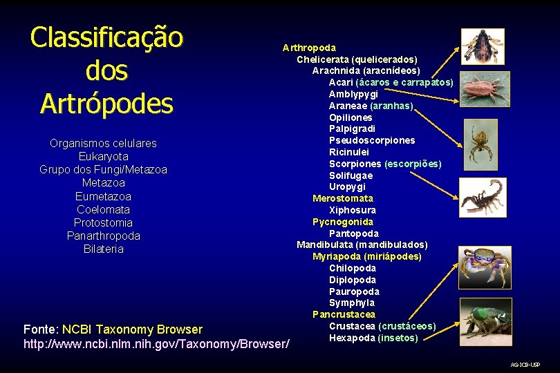 Classificação dos Artrópodes Organismos celulares Eukaryota Grupo dos Fungi/Metazoa Eumetazoa Coelomata Protostomia Panarthropoda Bilateria