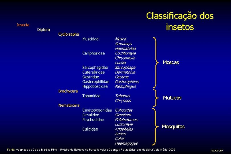 Classificação dos insetos Moscas Mutucas Mosquitos Fonte: Adaptado de Celso Martins Pinto - Roteiro