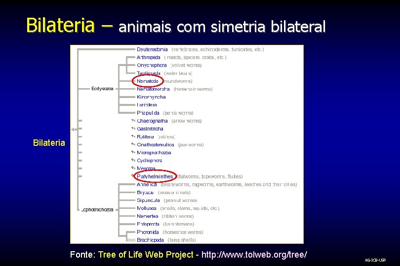 Bilateria – animais com simetria bilateral Bilateria Fonte: Tree of Life Web Project -