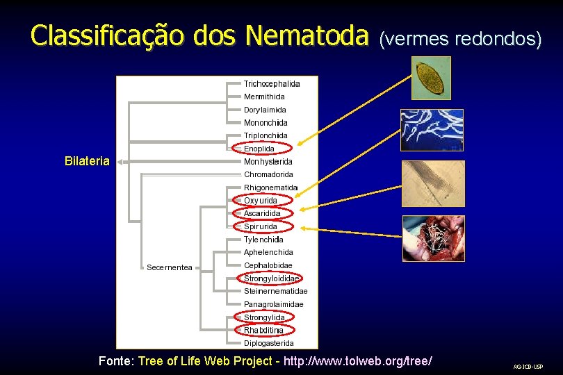 Classificação dos Nematoda (vermes redondos) Bilateria Fonte: Tree of Life Web Project - http: