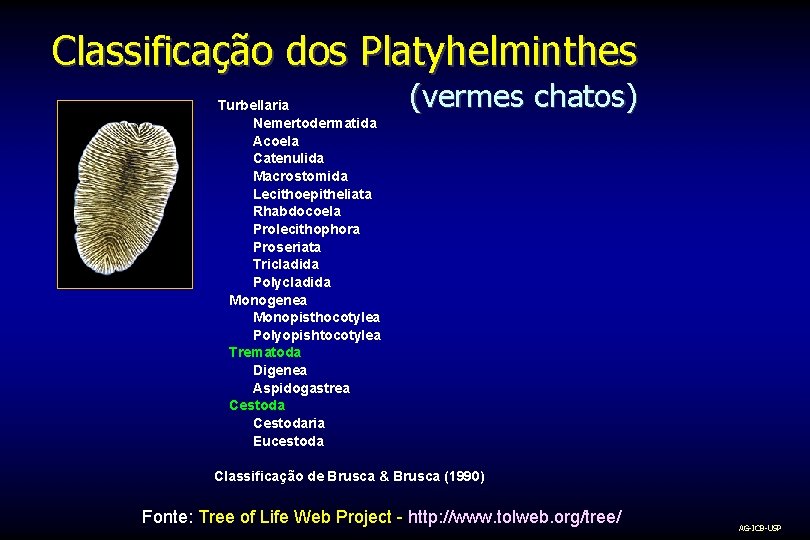 Classificação dos Platyhelminthes Turbellaria Nemertodermatida Acoela Catenulida Macrostomida Lecithoepitheliata Rhabdocoela Prolecithophora Proseriata Tricladida Polycladida