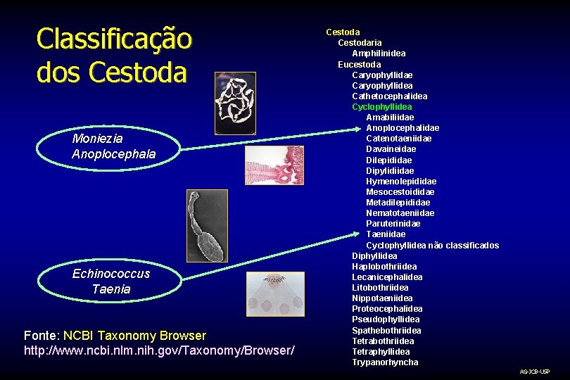 Classificação dos Cestoda Moniezia Anoplocephala Echinococcus Taenia Fonte: NCBI Taxonomy Browser http: //www. ncbi.