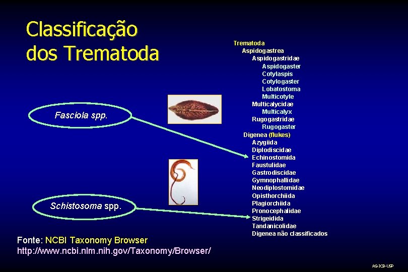 Classificação dos Trematoda Fasciola spp. Schistosoma spp. Fonte: NCBI Taxonomy Browser http: //www. ncbi.