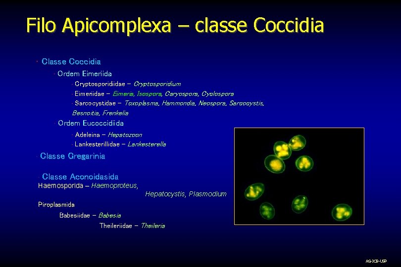 Filo Apicomplexa – classe Coccidia • Classe Coccidia • Ordem Eimeriida • • •