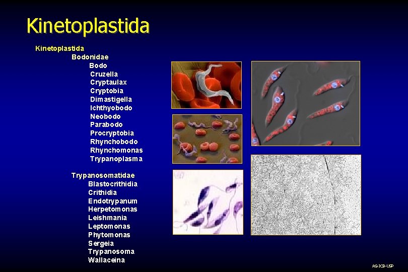 Kinetoplastida Bodonidae Bodo Cruzella Cryptaulax Cryptobia Dimastigella Ichthyobodo Neobodo Parabodo Procryptobia Rhynchobodo Rhynchomonas Trypanoplasma