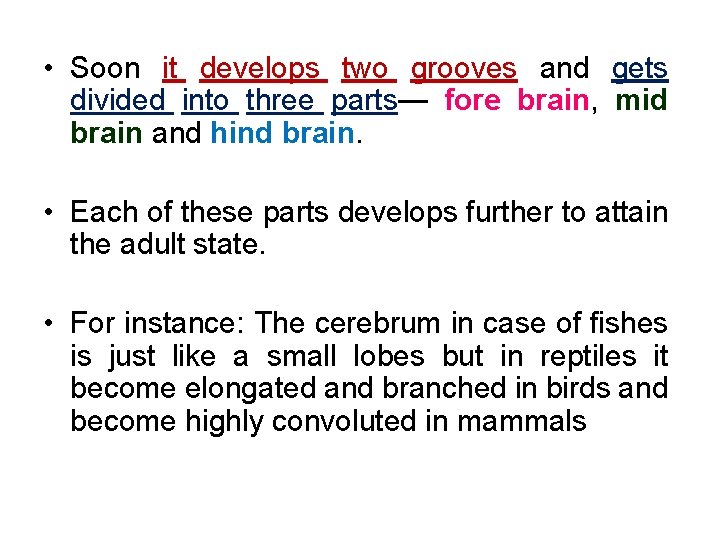  • Soon it develops two grooves and gets divided into three parts— fore