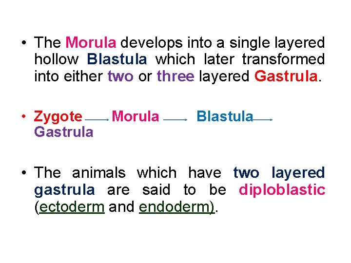  • The Morula develops into a single layered hollow Blastula which later transformed