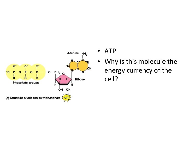  • ATP • Why is this molecule the energy currency of the cell?