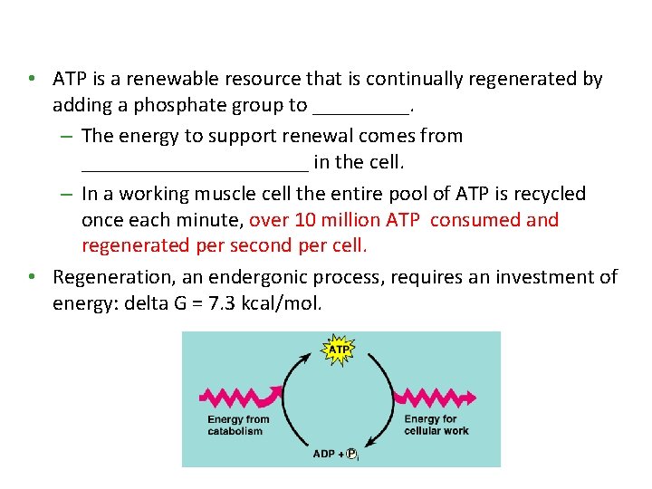  • ATP is a renewable resource that is continually regenerated by adding a