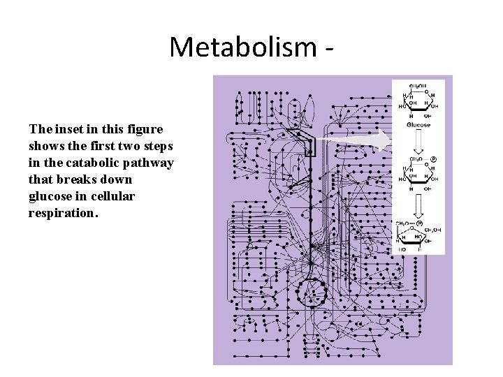 Metabolism The inset in this figure shows the first two steps in the catabolic